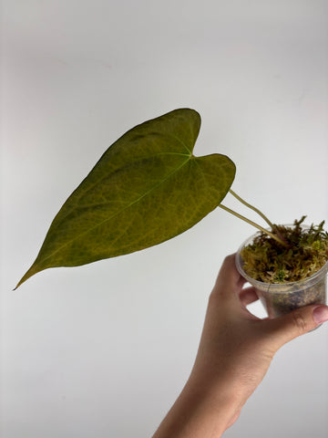 Anthurium Dark Pheonix x Fort Sherman 3 as is