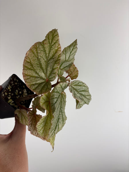Begonia frosty