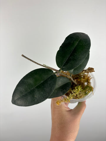 hoya versteegii 2