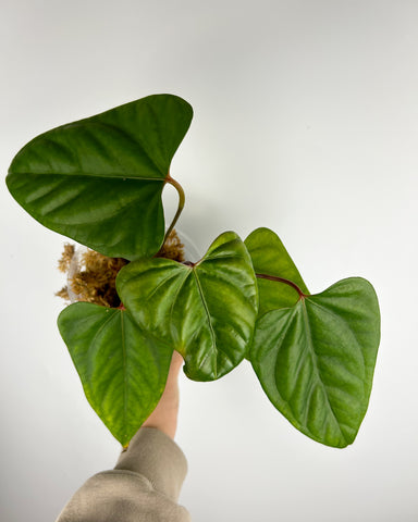 Anthurium subsignatum x portillae Indonesia B