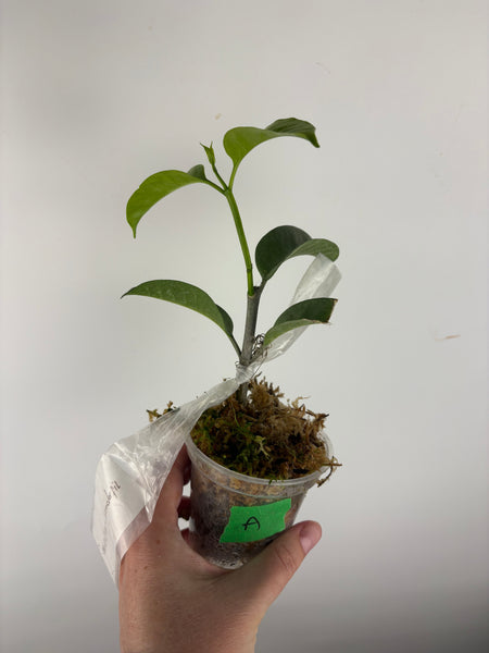 Hoya Multiflora wonderphil silver A