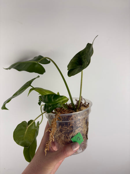Philodendron burle Marx x verde 2