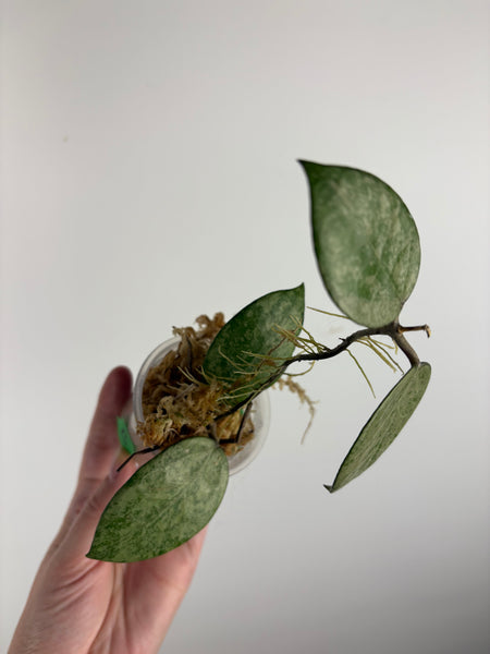 hoya verticillata pemalang galaxy B