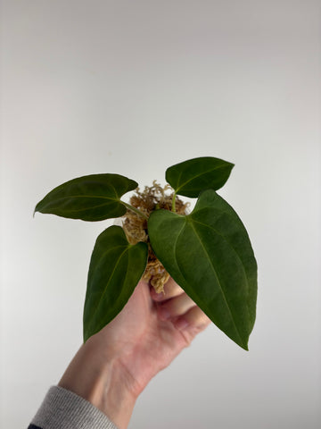 Anthurium blue papi X Fort Sherman B