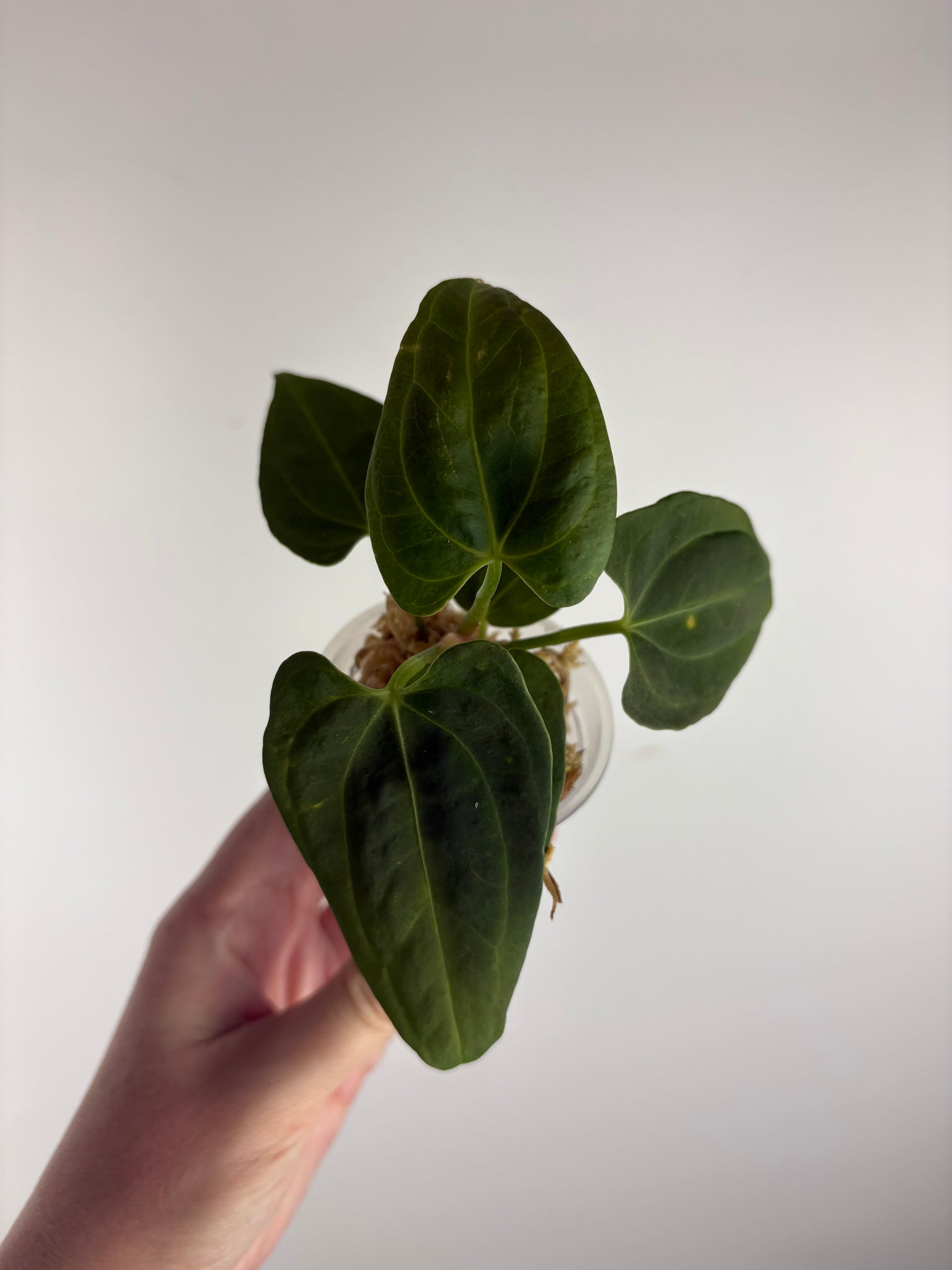 Anthurium Fort Sherman x Panama A2