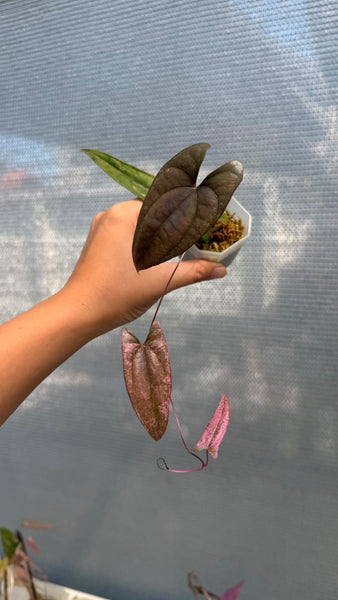 Dioscorea ballerina (Thailand) unacclimated