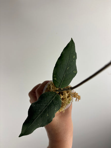 hoya Sp aceh gunung kulam  A