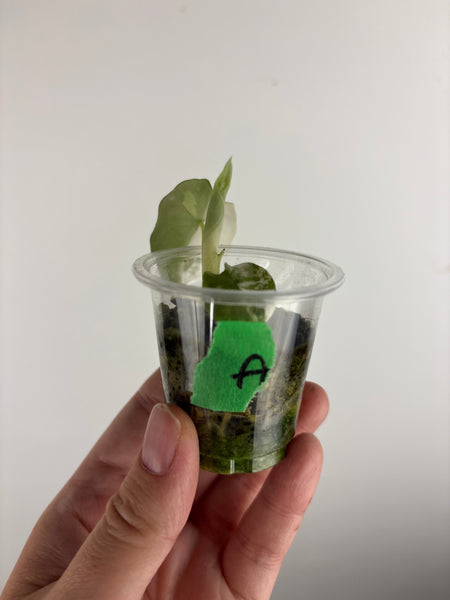 Alocasia Melo baby A
