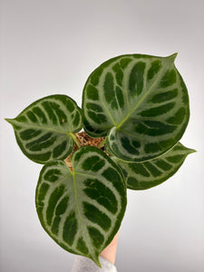 Anthurium Silver blush mutation F