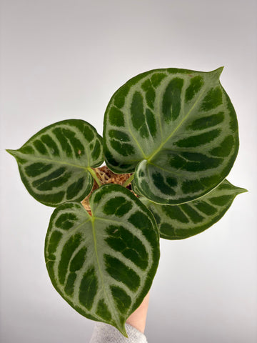 Anthurium Silver blush mutation F