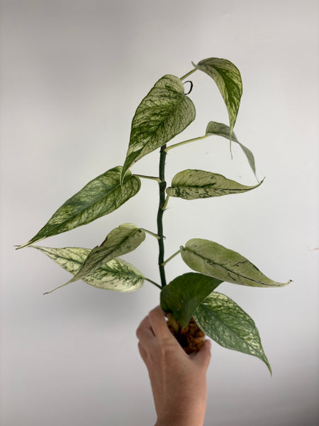 Epipremnum devil