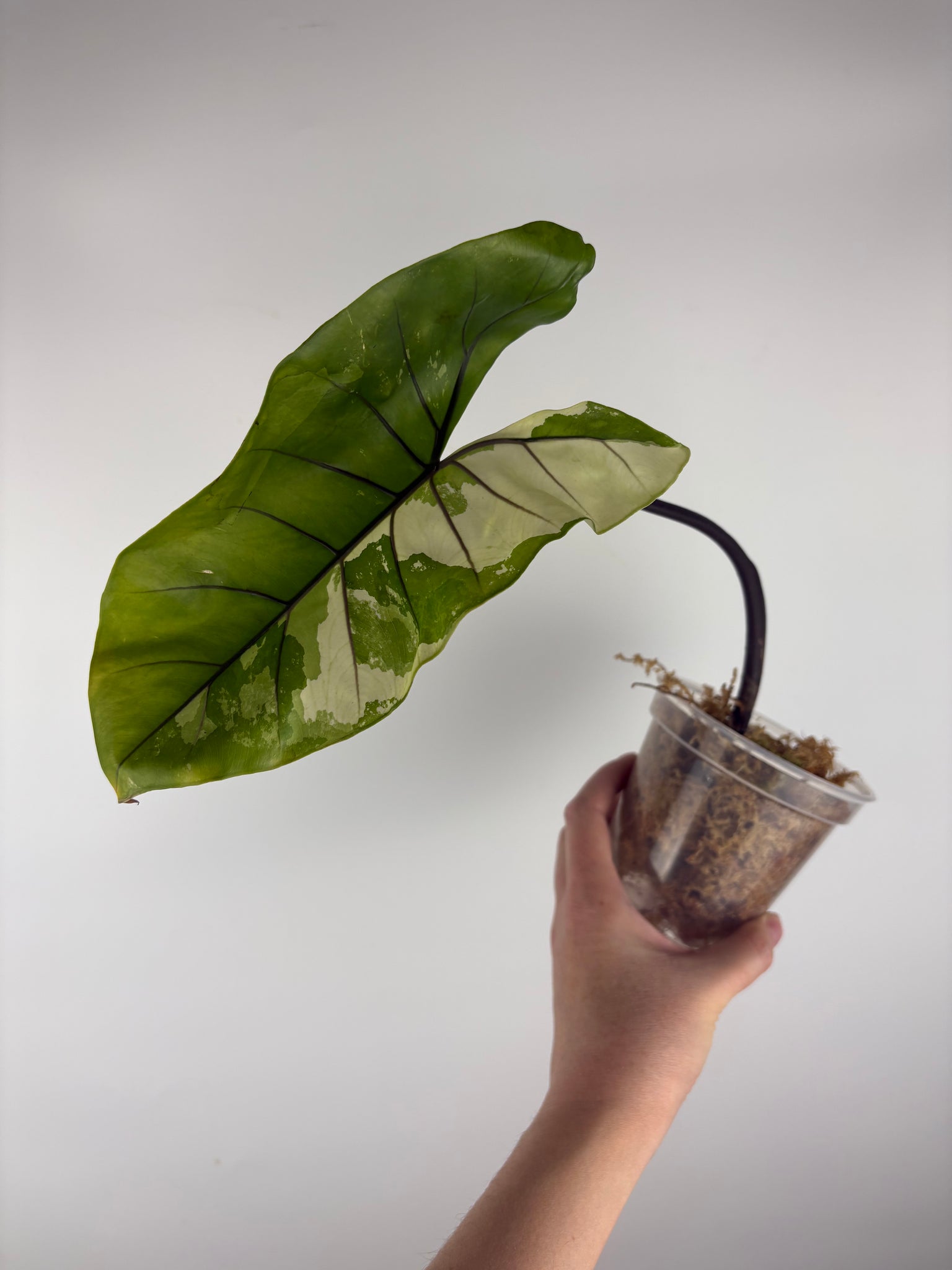 Alocasia macrorrhiza Black Stem