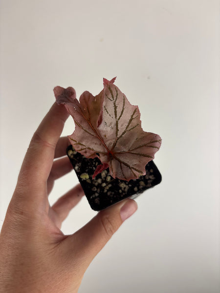 Begonia lamoon