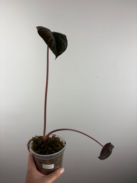Alocasia Serendipity variegated D