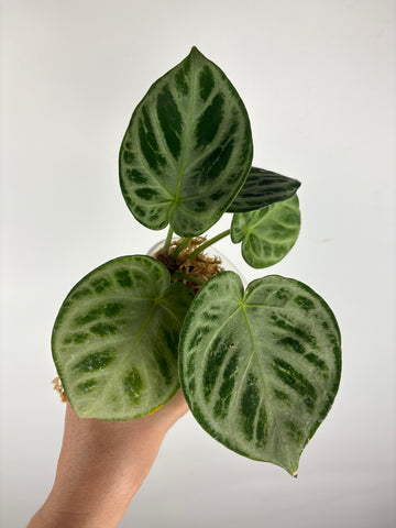 Anthurium Silver Chrome 6