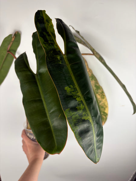 Philodendron billietiae variegated - large plant