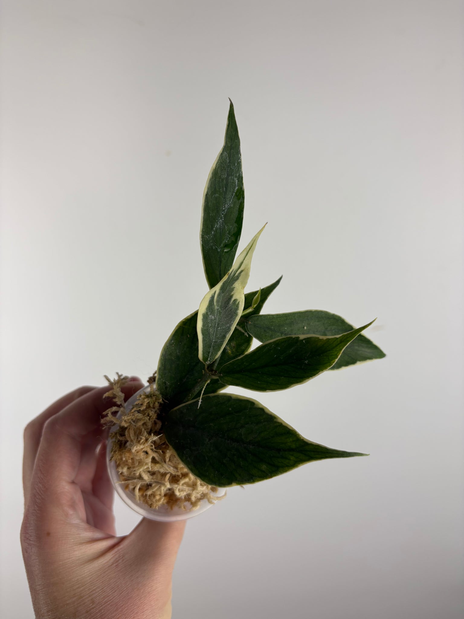 hoya polyneura albomarginata B
