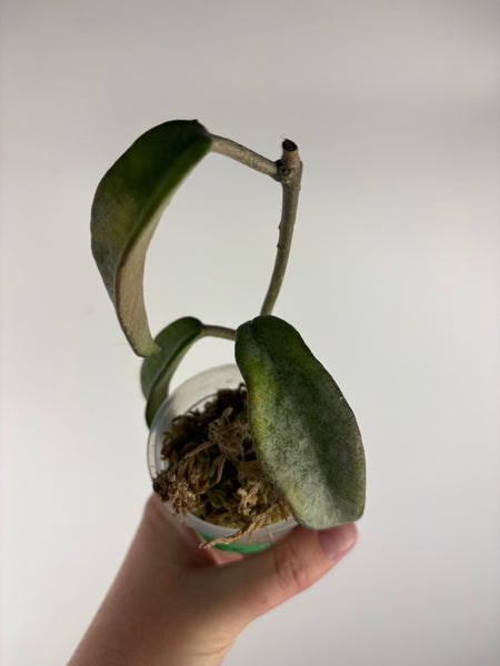 Hoya grey ghost as is