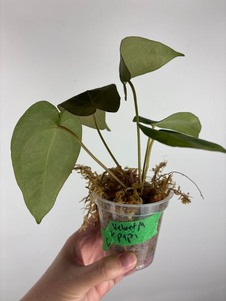 Anthurium velvet mask x papillilaminum 6