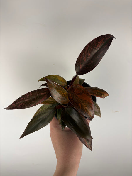Philodendron Orange Princess 4 inch