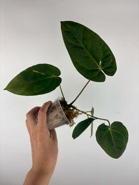 Anthurium Fort Sherman x legend 2