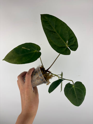 Anthurium Fort Sherman x legend 2