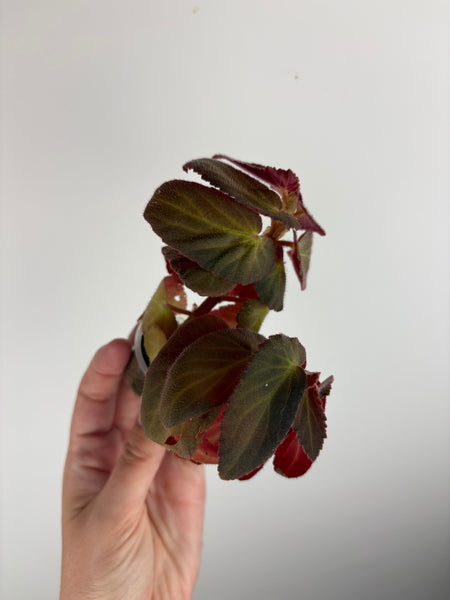 Begonia Withlacoochee variegated reverted B