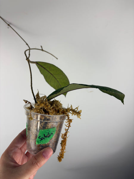 Hoya sp sabah B