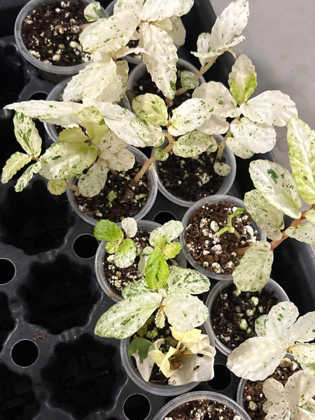 Begonia Pellionia Repens Variegated