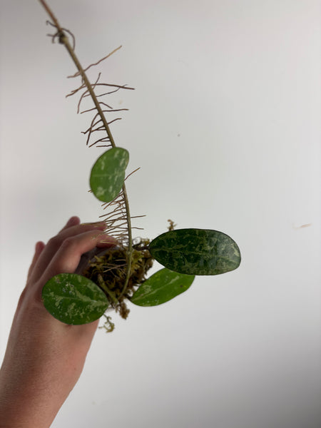 hoya elliptica splash B
