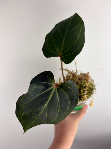 Anthurium blue papi x Michelle C