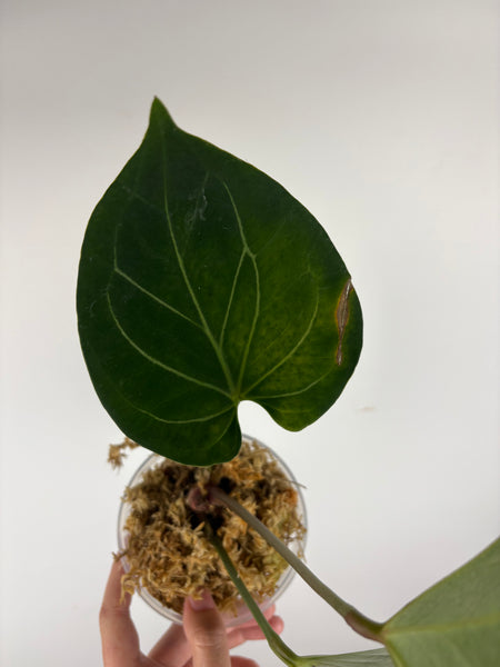 Anthurium king of spades large C