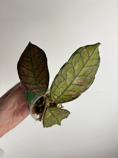 Hoya Gunung gading splash E