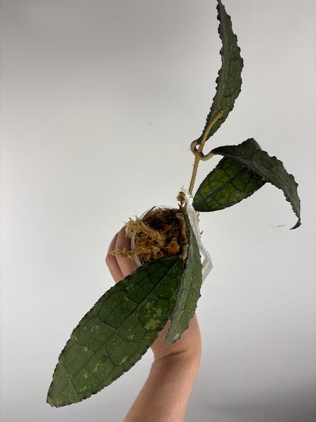 hoya clemensiorum crocodile F