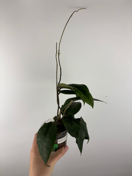 Hoya sp aceh Gomas 1