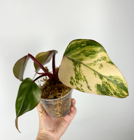 Philodendron strawberry shake