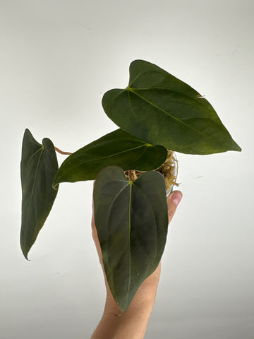Anthurium blue papi x dark pheonix 4