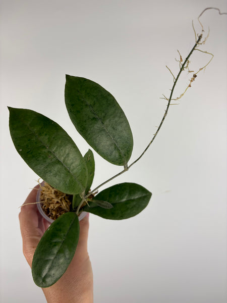 Hoya aff forbesii silver 7