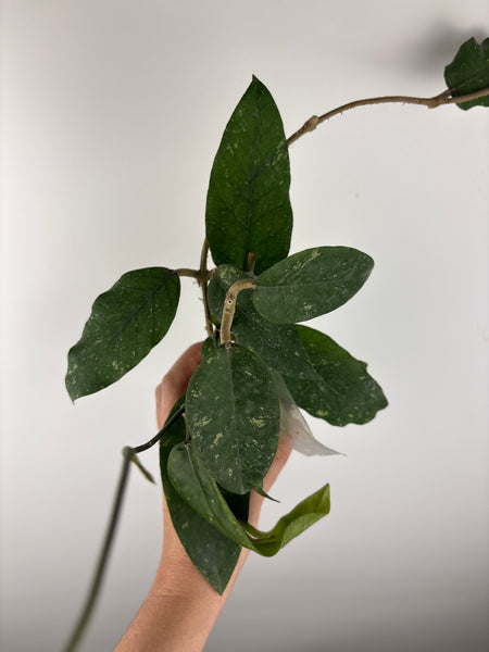 Hoya sp aceh NOID