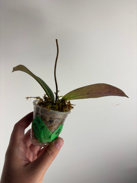 Hoya Mitrata purple A