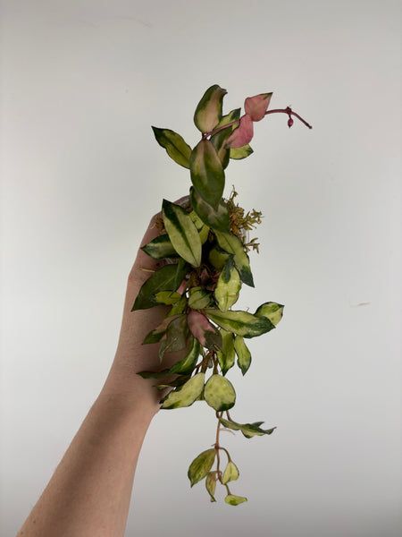 hoya lacunosa minara A