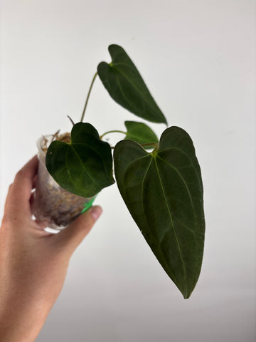 Anthurium blue papi x aos 6