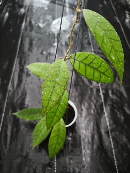 Hoya Sp aceh naga wani new