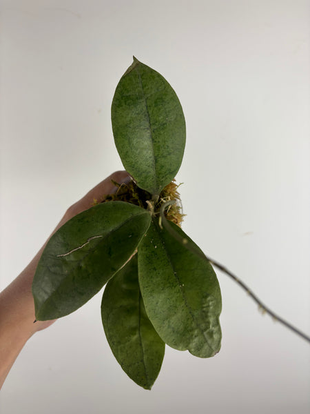 Hoya aff forbesii silver 6