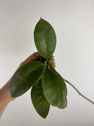 Hoya aff forbesii silver 6