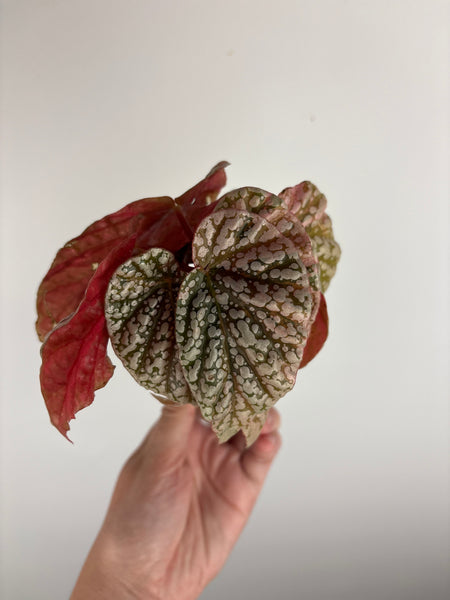 Begonia snow capped variegated H
