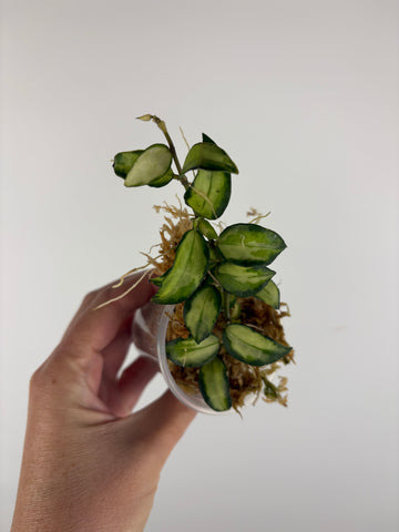 Hoya lacunosa Bruno 5