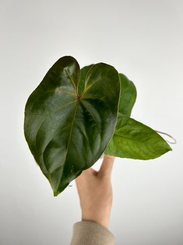 Anthurium hoffmannii gold A