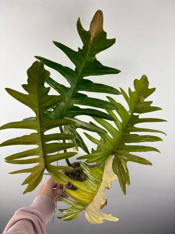 Philodendron florida beauty x tortum variegated
