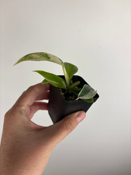philodendron emerald ice